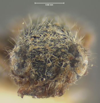 Media type: image;   Entomology 3567 Aspect: head frontal view